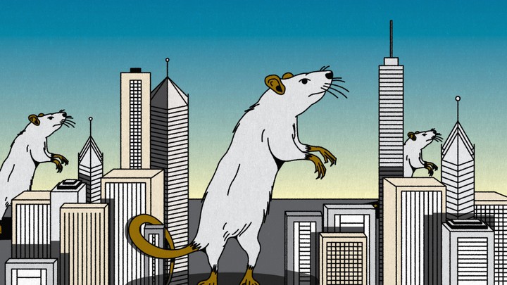 An illustration of rats among skyscrapers