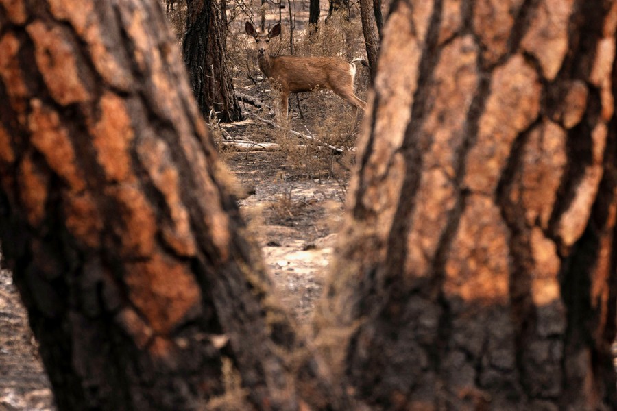 A deer walks through a burned forest.