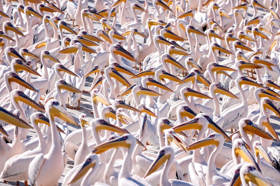 Dozens of pelicans are seen flocked together.