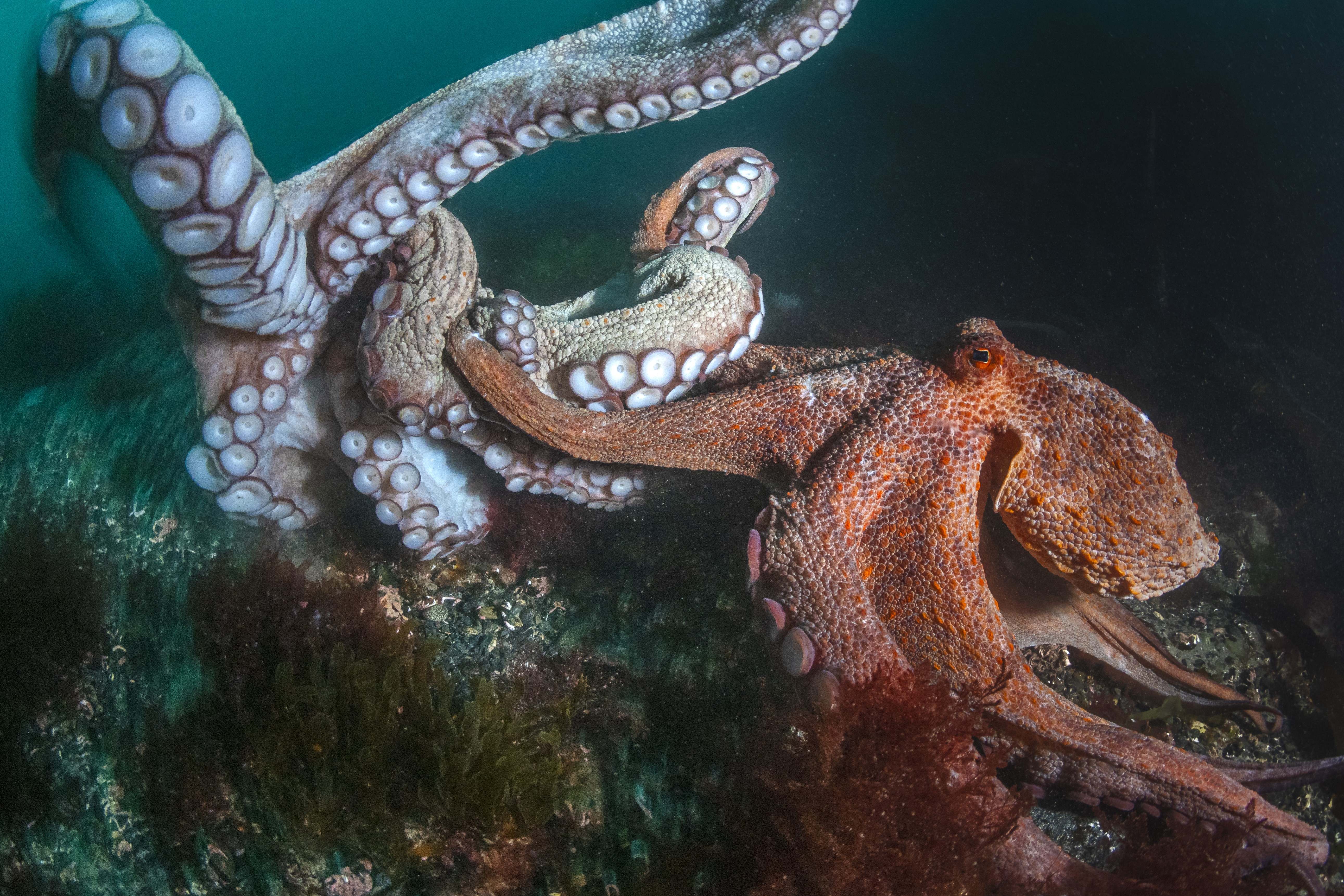 A pair of octopuses tussle on the sea floor.