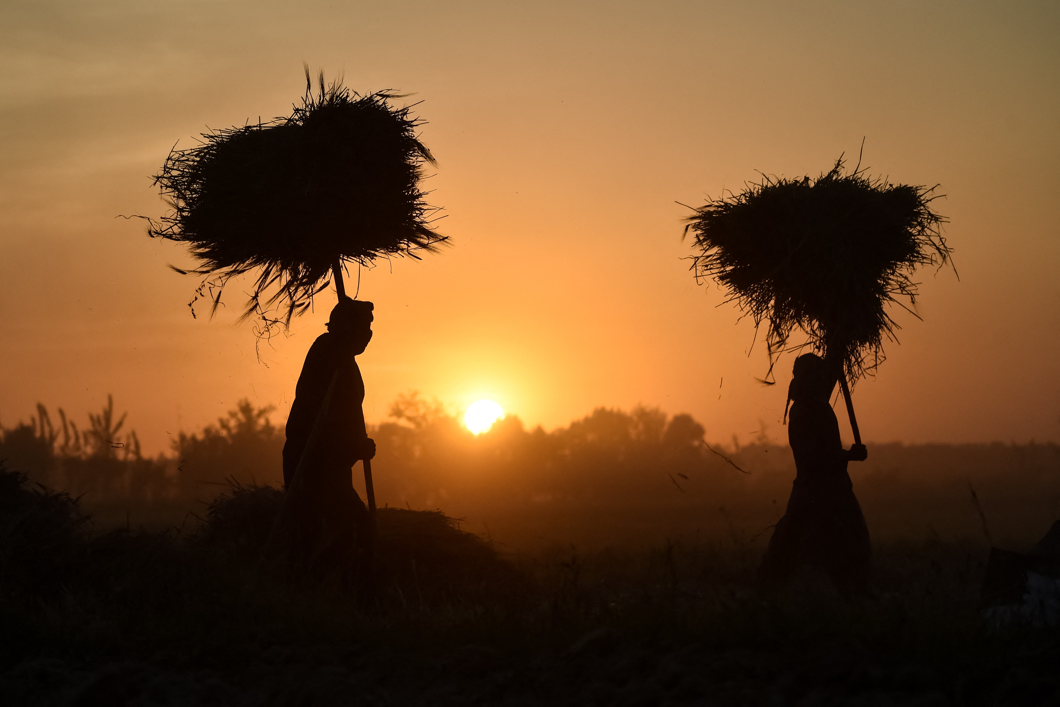 Two Afghan men carry bundles of barley across a field.