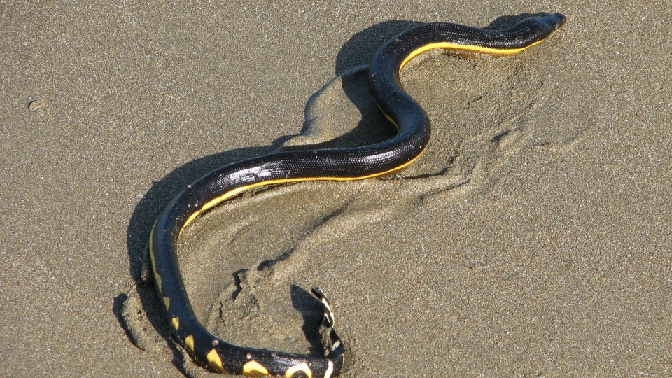 The Thirsty Little Snake That Swam Across the World - The Atlantic
