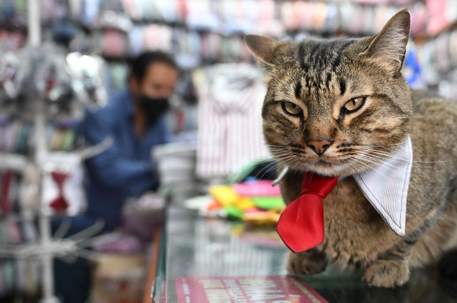 A cat wears a little tie while resting on a counter in a store.