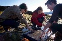 Teacher leader Jamie Karlson shows Natalie Carter (left) and Paris Knuteson (right) how to prepare sea cucumbers for cooking.