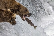 Two large bears stand at the top of a waterfall, as one opens its mouth wide to catch a jumping salmon.