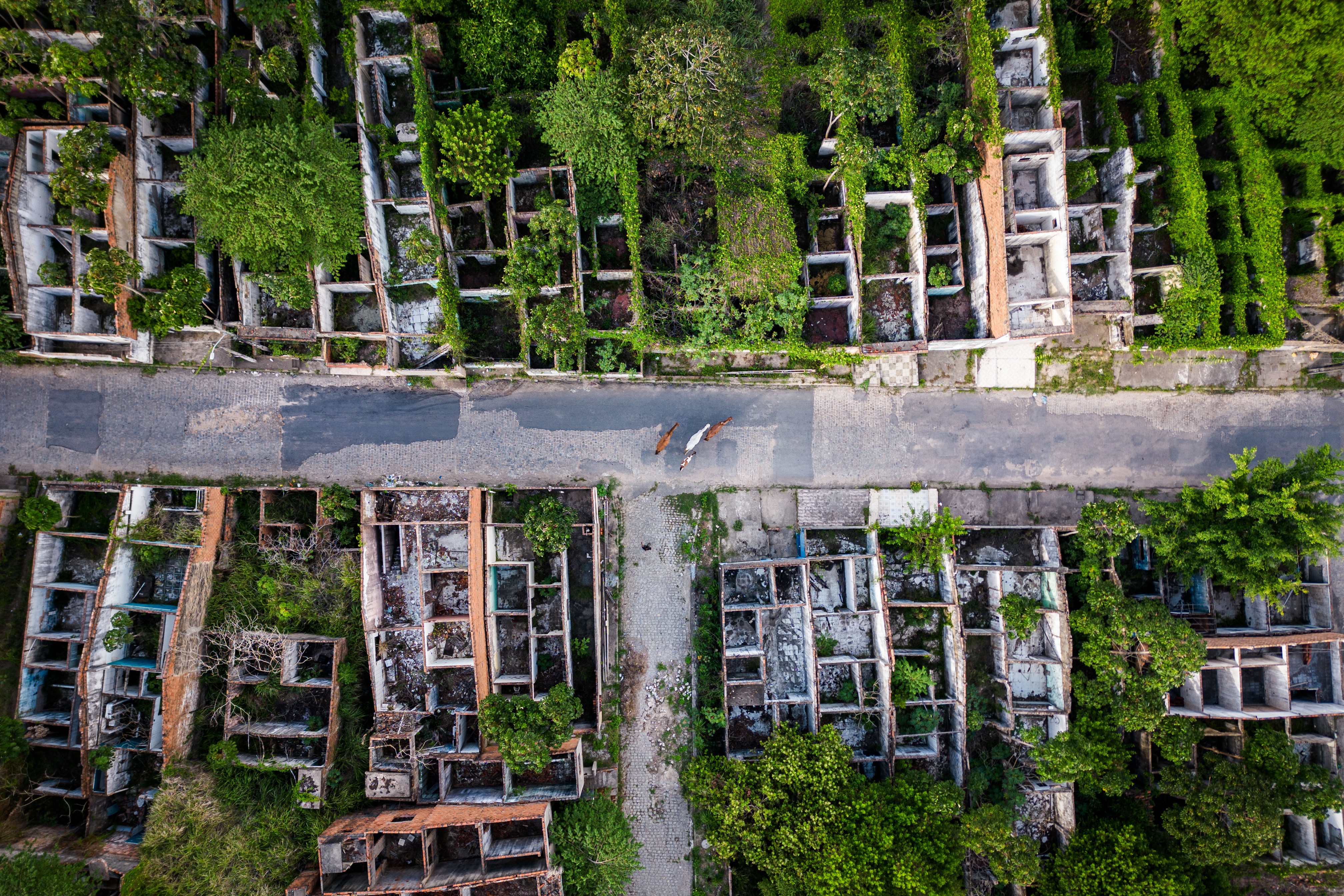 Aerial, top-down view of animals walking behind abandoned houses.