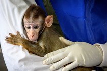 A monkey in a research lab