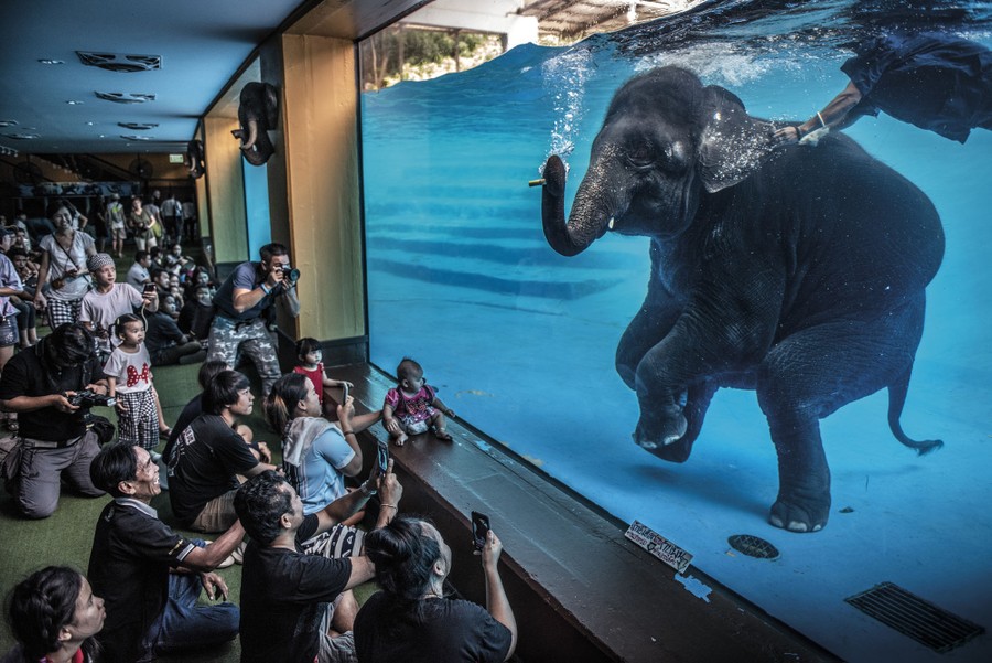 A roomful of spectators looks through huge glass walls at an elephant performing underwater.