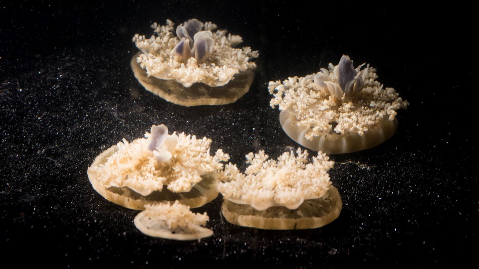 Upside-down jellyfish, having a nap