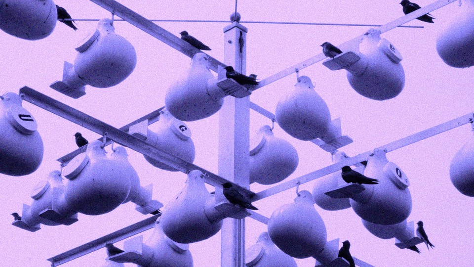 a black-and-white photo of several gourd-shaped structures, hung from beams, with purple martins perched near the entrances