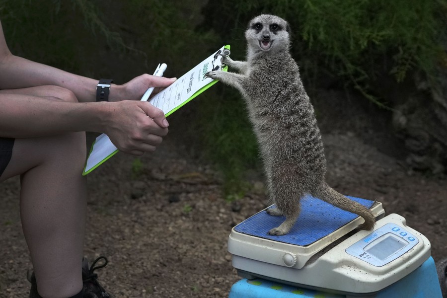 A meerkat in a zoo stands on a small scale, leaning on a clipboard held by a zookeeper, looking toward the camera with its mouth partly open.