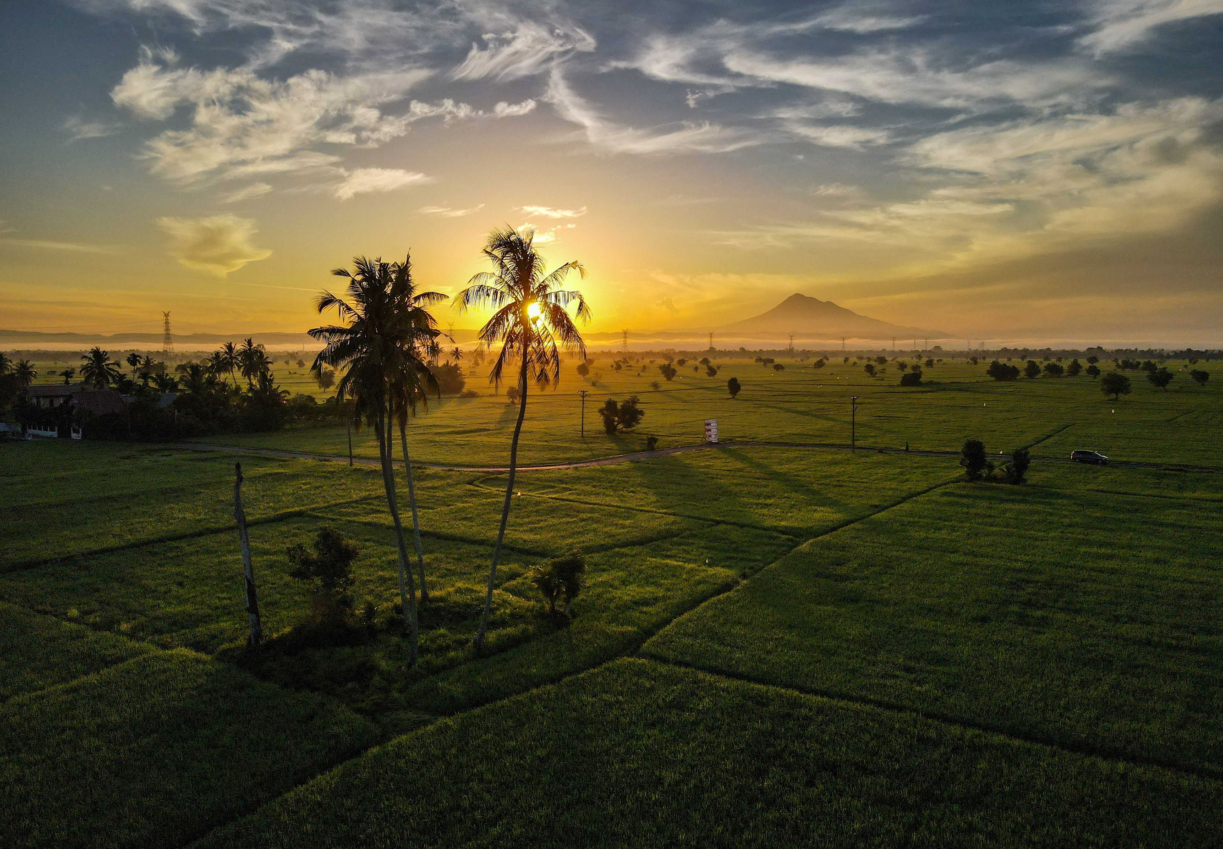 An aerial view of paddy fields, seen at sunrise.