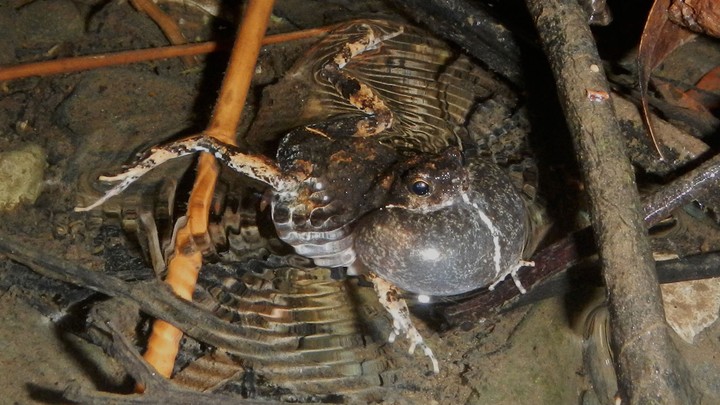 A túngara frog