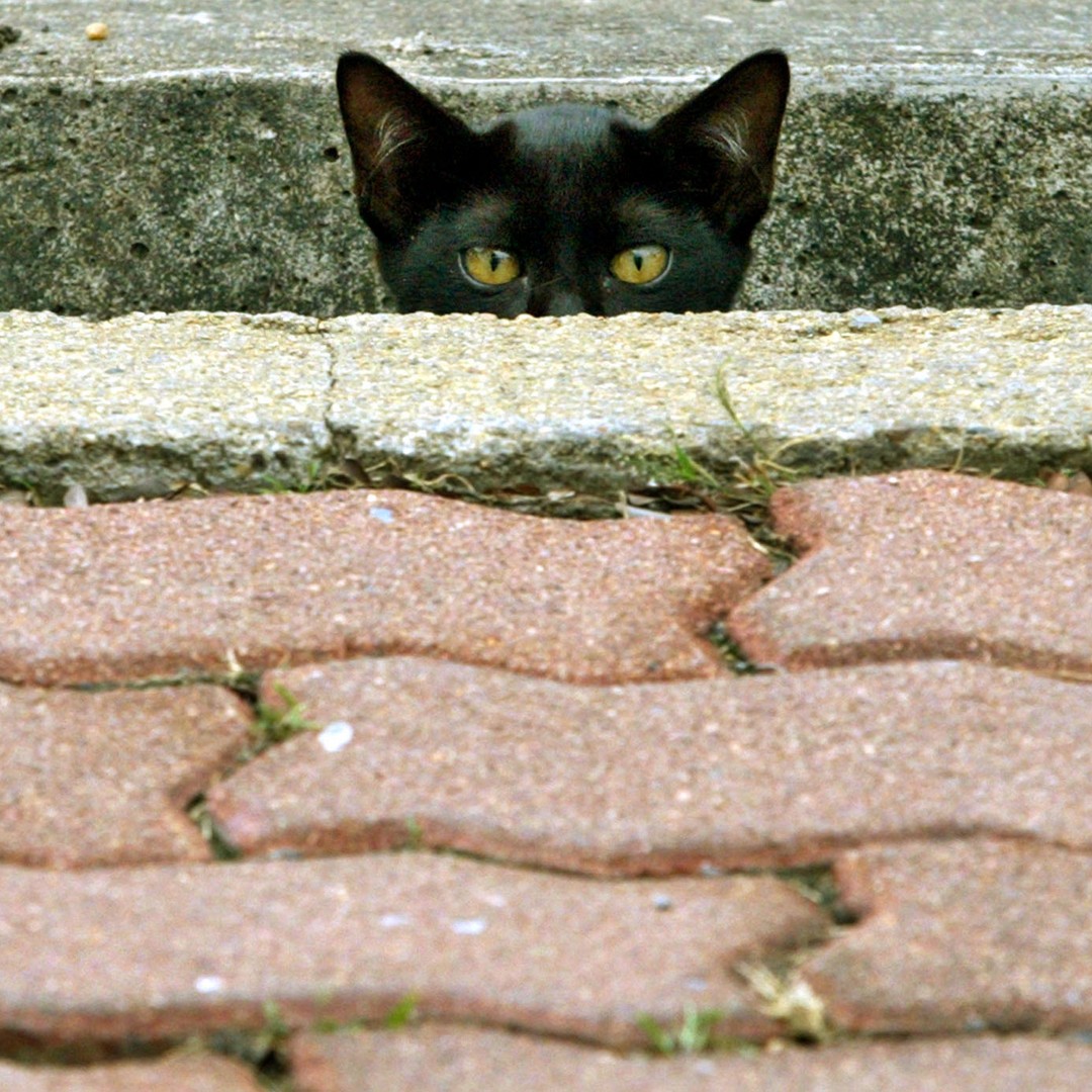 The Collar That Can Stop A Bird Killing Cat The Atlantic