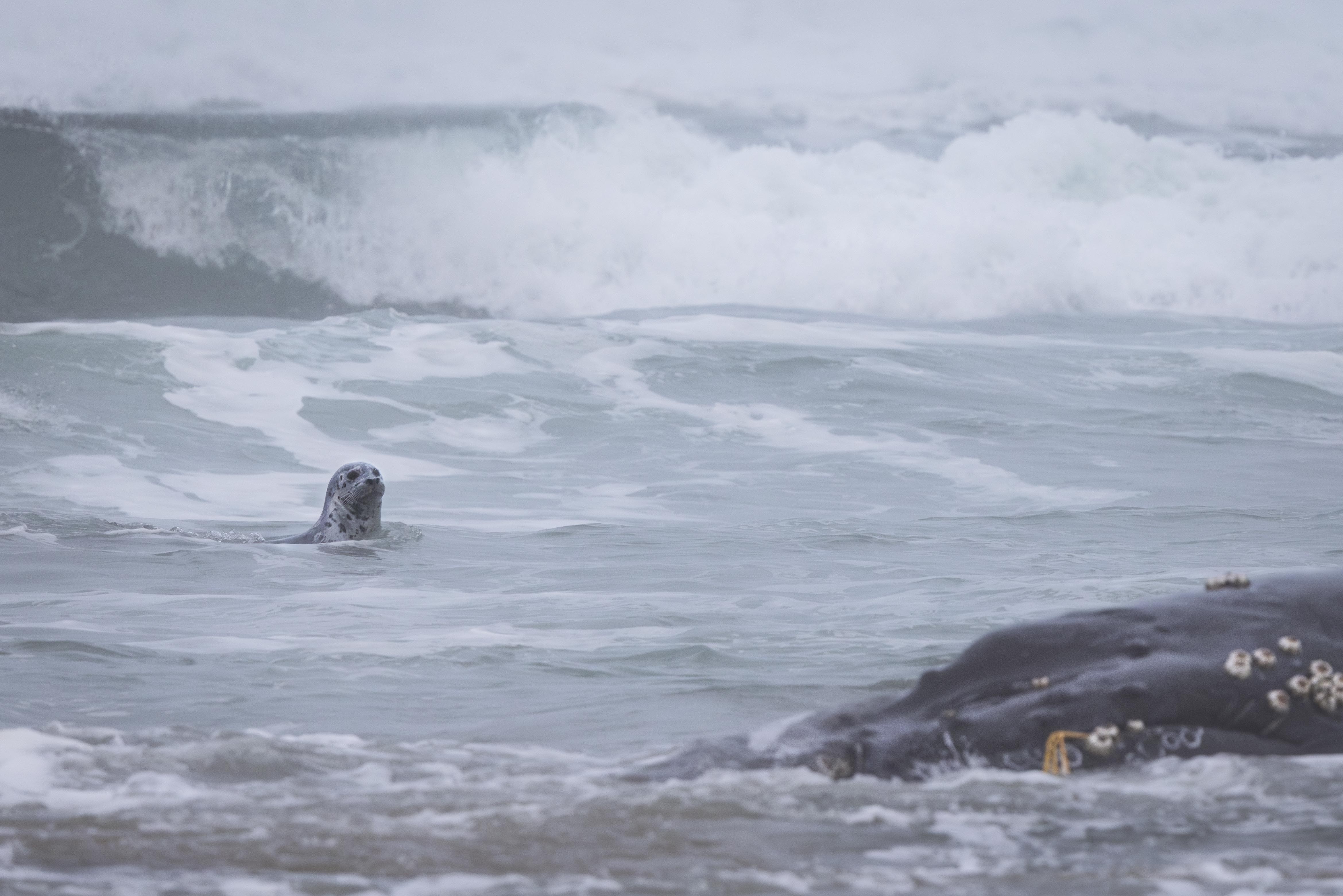 GKS-251116-Humpback-10.jpg