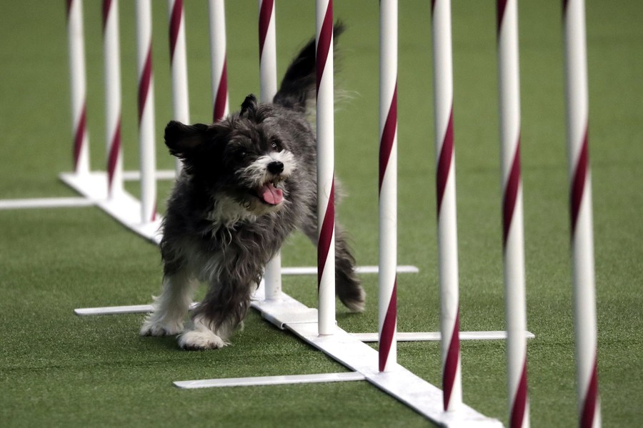 Westminster dog agility best sale 2019