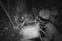 a northern olingo taking seeds off a Zamia pseudoparasitica plant