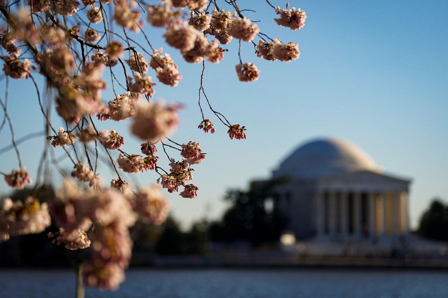 Cherry blossoms begin to bloom in Washington, D.C.