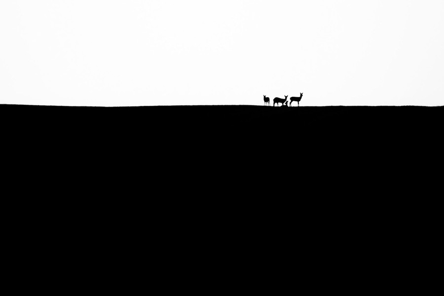 Four deer are seen in silhouette at the crest of a distant hill.