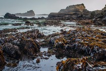 Seaweed at low tide on the Oregon coast