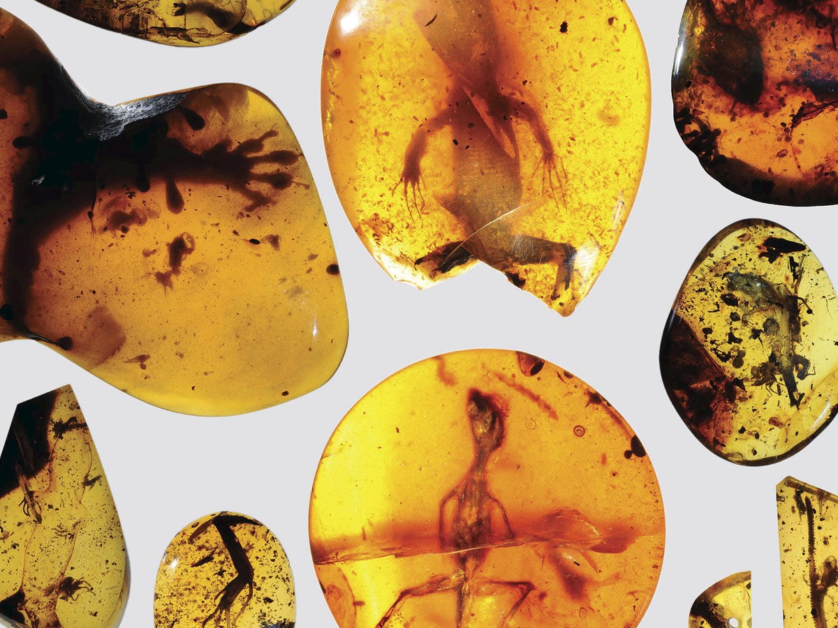 A Feathered Dinosaur Tail Frozen in a Chunk of Amber - The Atlantic