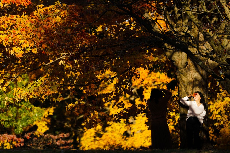A person leans against a tree for a photograph, under a canopy of brightly colored leaves.