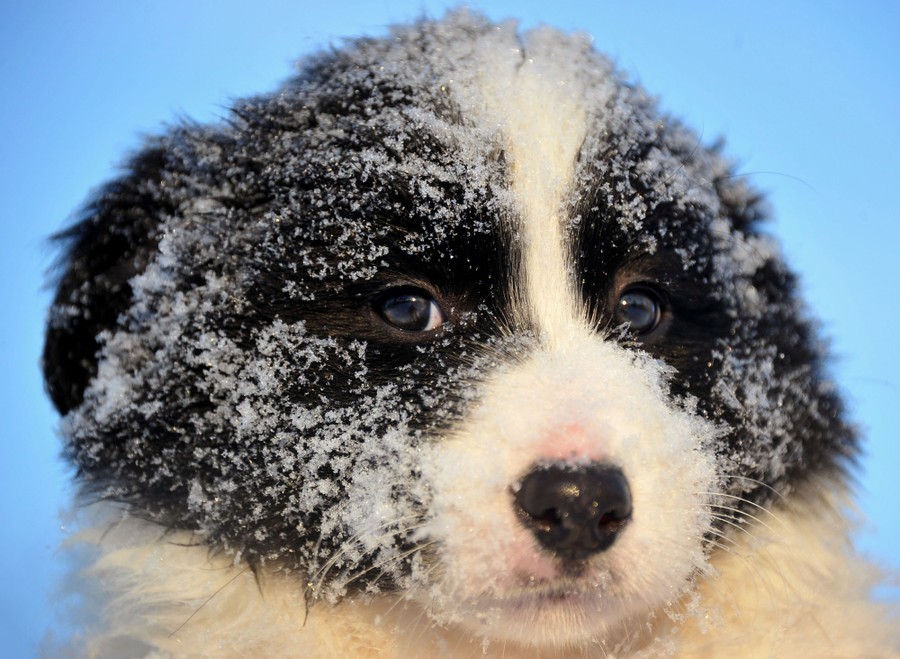 Photos: Paws in the Water—Dogs at Play - The Atlantic