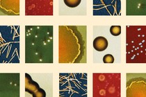 a collage of various microbes