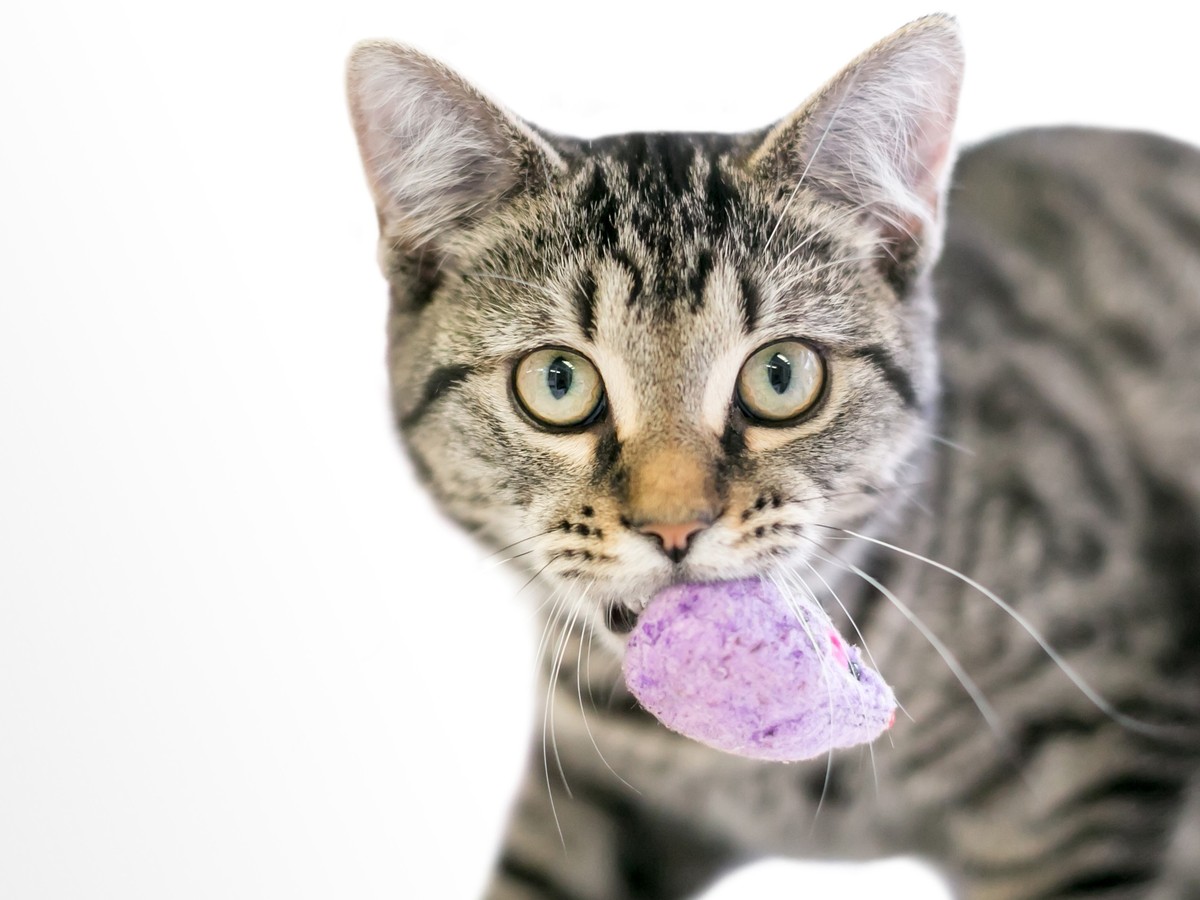 Cat carries toy new arrivals in mouth and meows