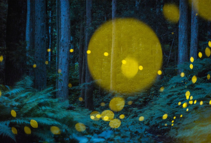 A multiple-exposure image showing fireflies as many yellow dots in a forest