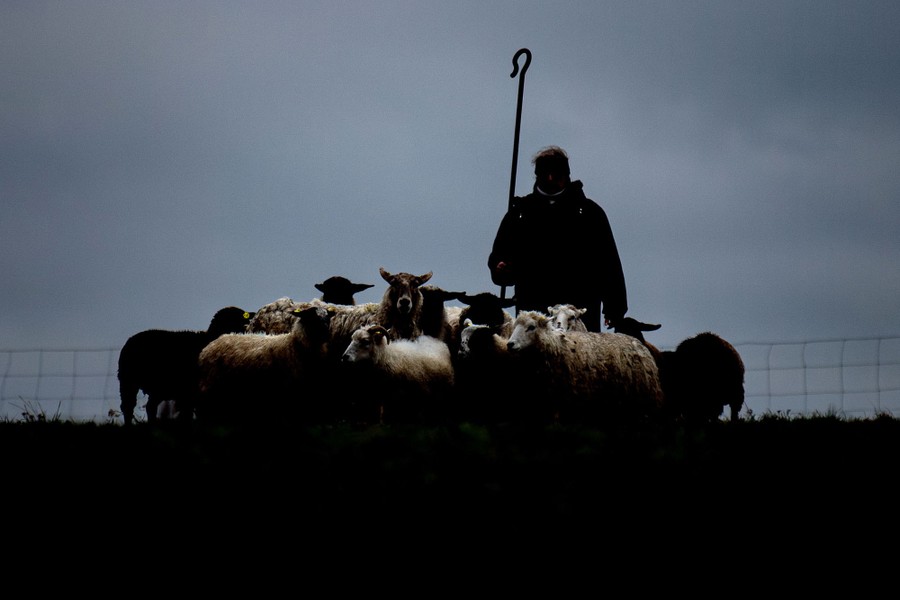 A shepherd tends to a small flock of sheep.
