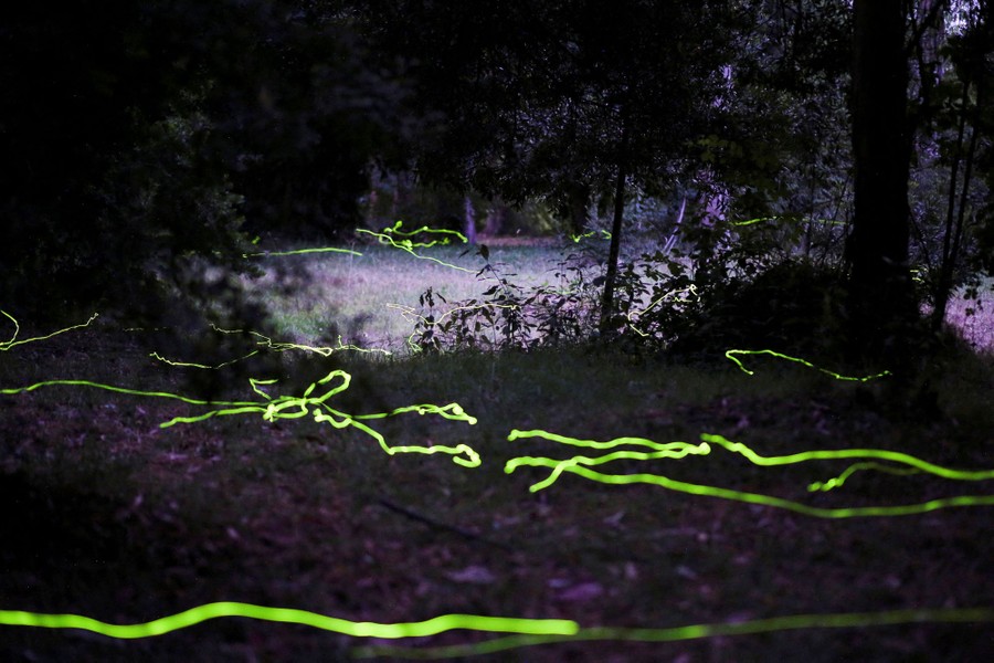 Fireflies leave green-light trails in a forest in a long-exposure photo.