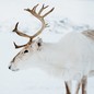 a reindeer standing in snow