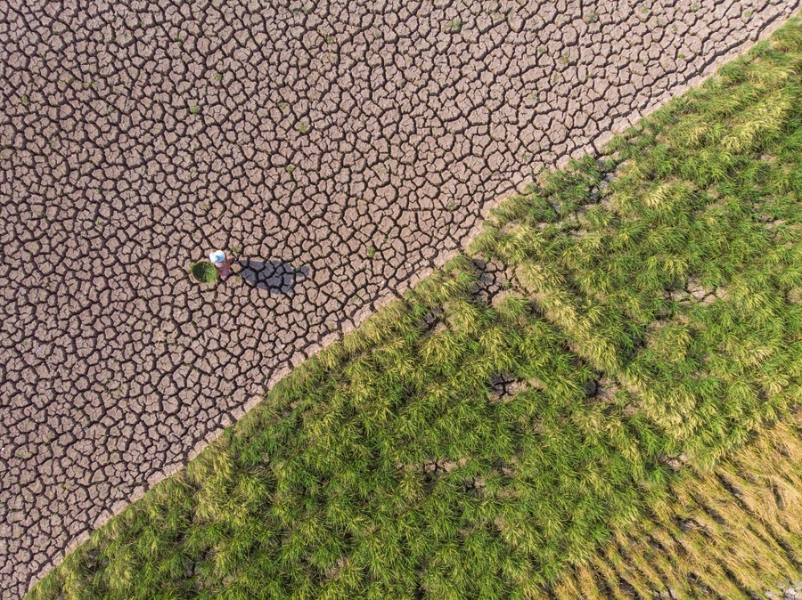 An aerial view of a villager walking in a dry and cracked paddy field