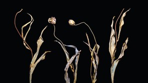 A photograph of dried dead shriveled flowers and grass