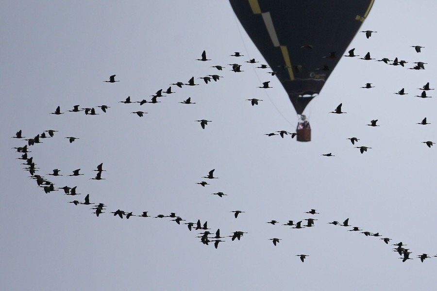 A flock of birds passes near a hot-air balloon.