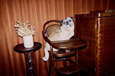 A pug sits on a wooden chair against a brown curtain, next to a vase of flowers on a side table.