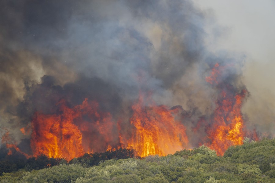 Tall flames erupt from trees and scrub on a hillside.