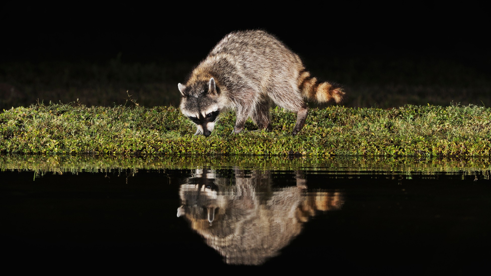 America Has a Rabid-Raccoon Problem - The Atlantic