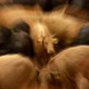 zoom in on the face of a brown cow in the center of a blurry herd