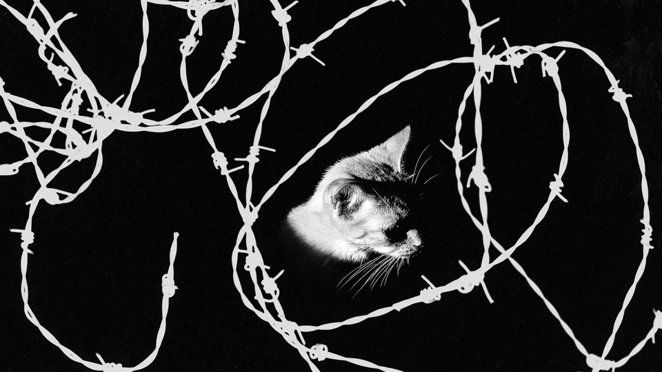 Illustration of a cat's head peeking out of shadows amid a tangle of barbed wire