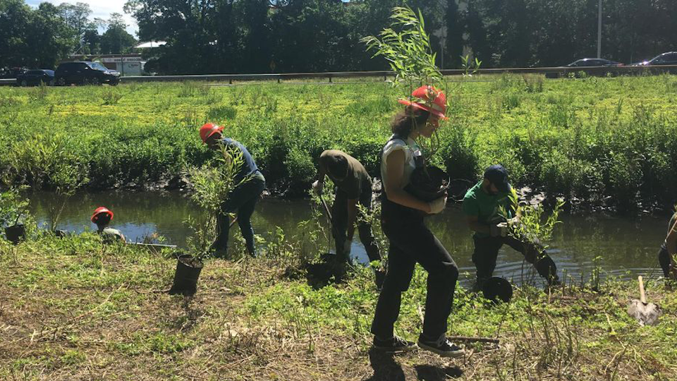 People plant small trees along a river next to a busy road