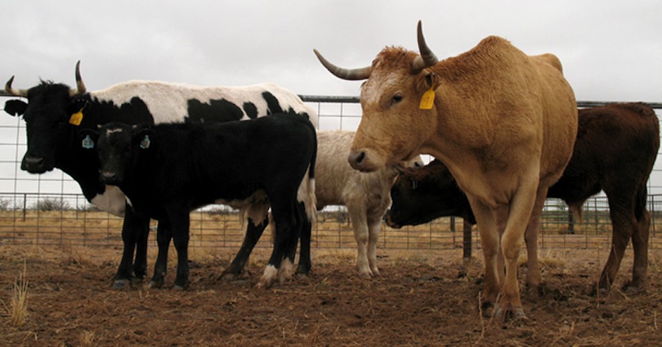 Criollo Cattle: A Cow for Drought in the Southwest - The Atlantic