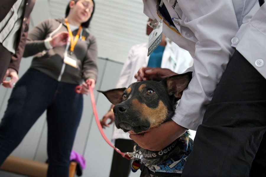 Therapy Dogs at Work Photos The Atlantic