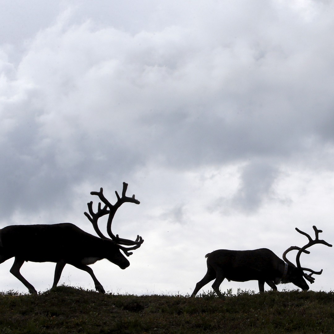 A Lightning Storm In Norway May Have Killed 323 Reindeer - The Atlantic