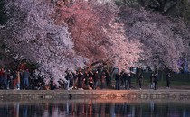 People take pictures among cherry blossoms beside a small reservoir.