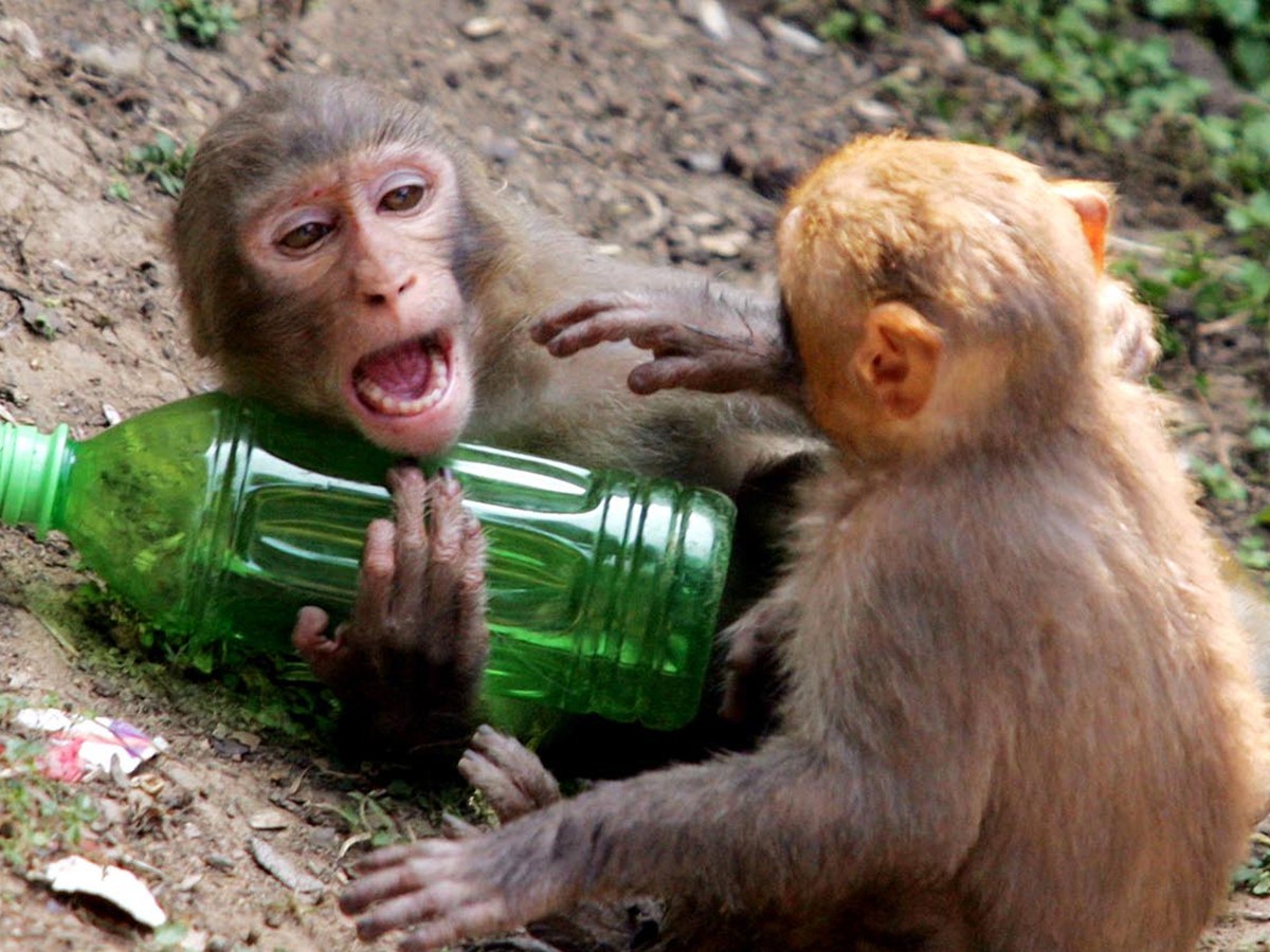 How The Drunken Monkey Hypothesis Explains Our Taste For Liquor The Atlantic