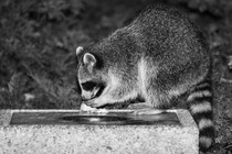 a black-and-white photo of a raccoon eating on the edge of a garbage can