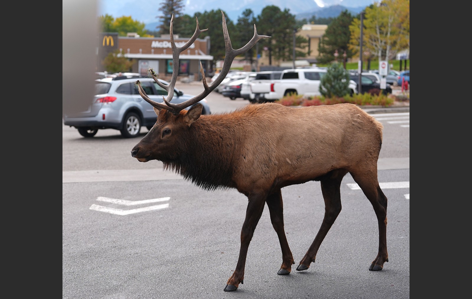 An elk walks through the parking lot of a shopping mall.