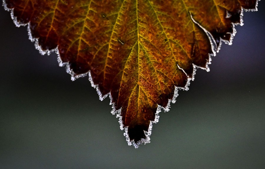 A fall-colored leaf is lined with frost.